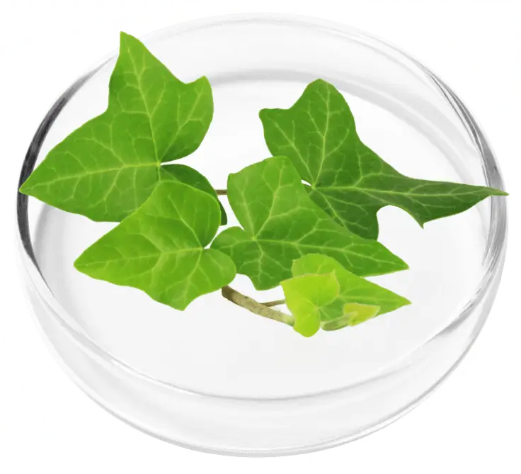 lungexpand pro ingredient 2
